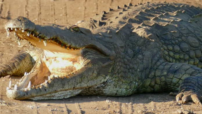 man killed by crocodiles