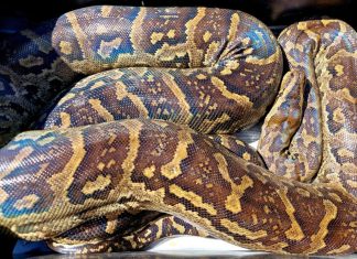 Southern African Python