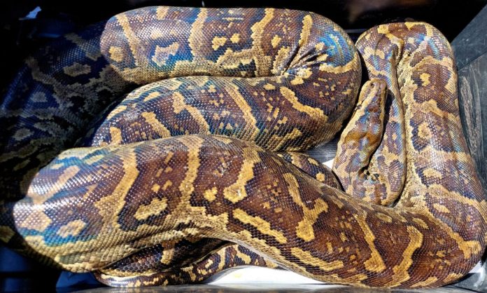 Southern African Python Southern African Python