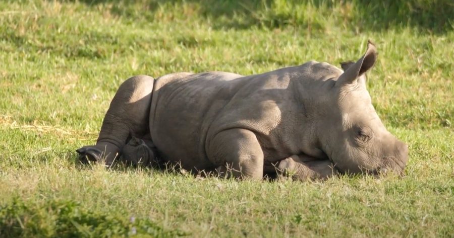 2,000 rhino, 5 hippo and a large farm in SA to be auctioned this month