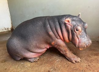 Beautiful baby hippo - here's your chance to adopt and name her. Photos: Umoya Khulula on Facebook
