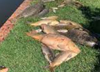 Fish deaths at Hartbeespoort Dam caused by lack of oxygen