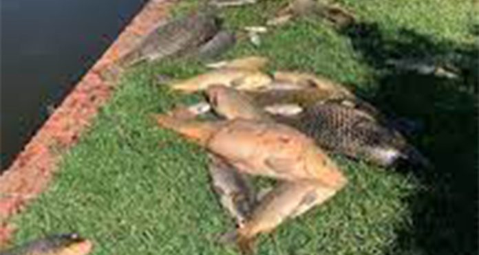 fish-deaths Fish deaths at Hartbeespoort Dam caused by lack of oxygen