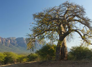 SA poem by Saffa teacher abroad: "My Home South Africa"