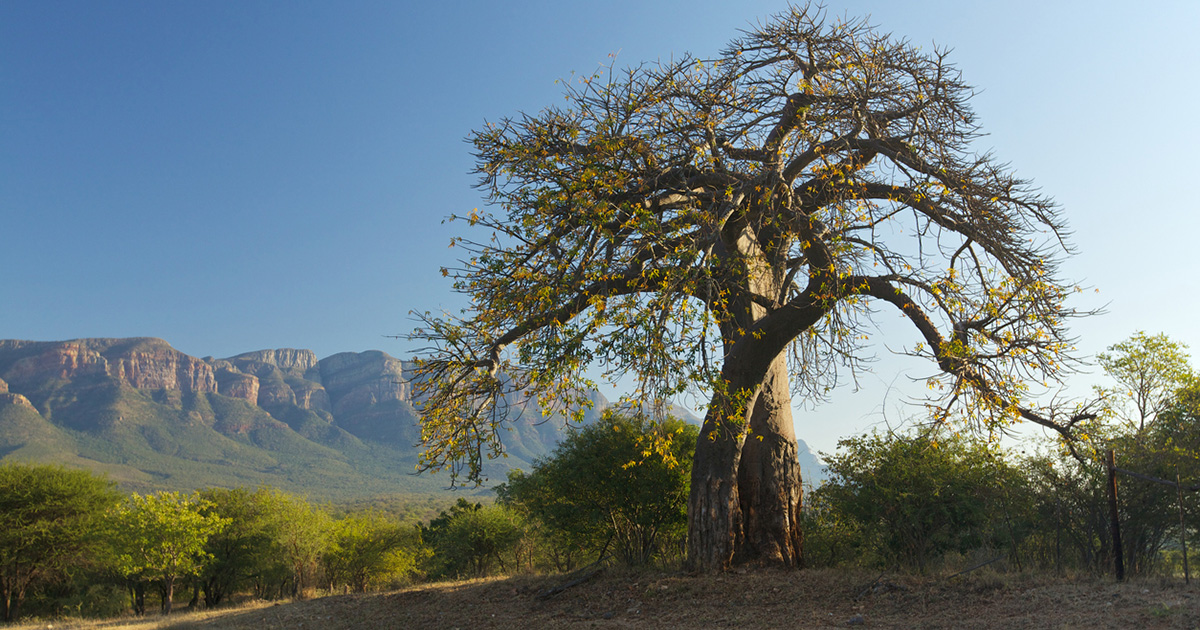 SA poem by Saffa teacher abroad: "My Home South Africa"