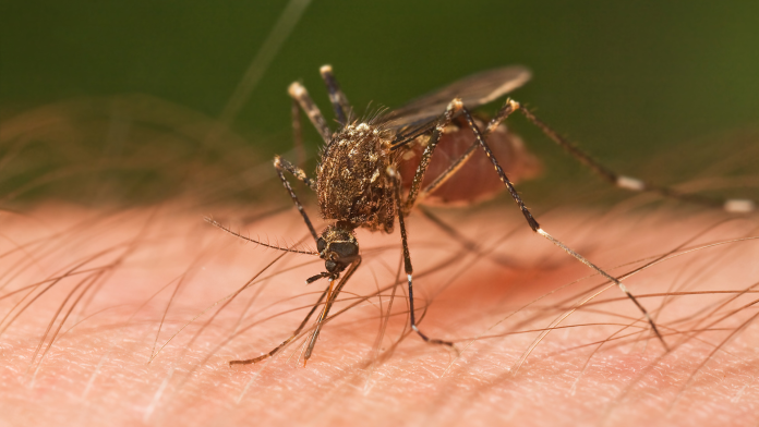 mosquitos mosquitos