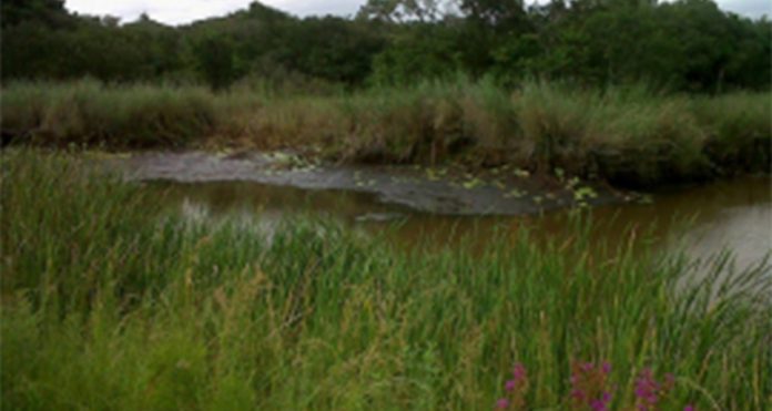 wetland Middelpunt Nature Reserve declared a Ramsar site