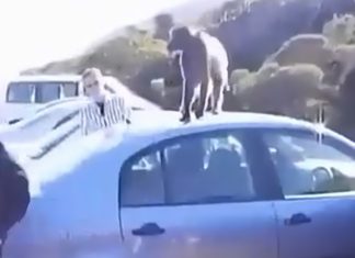 Baboons ‘hijack’ tourist’s car in South Africa