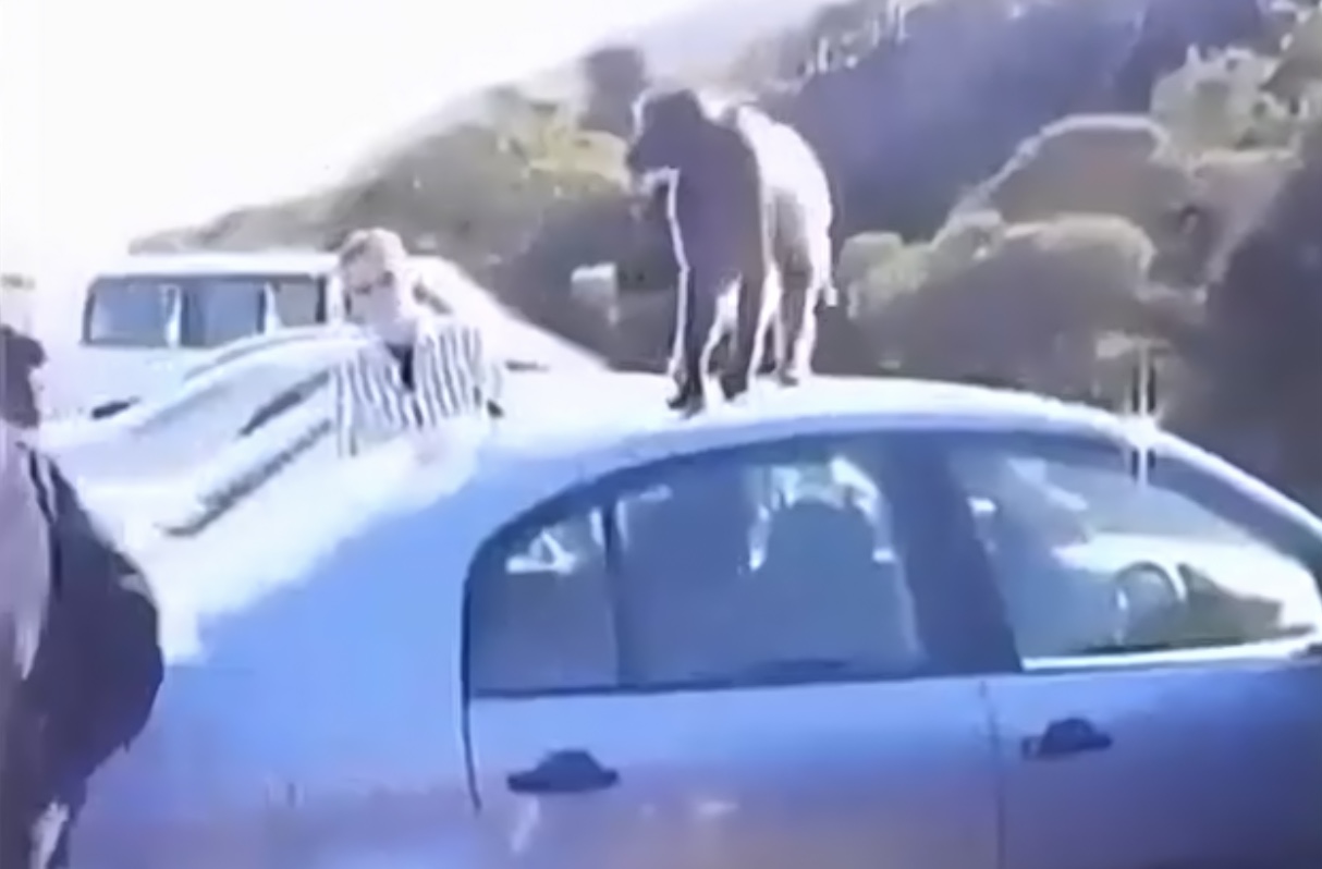 baboons-hijack-tourist-s-car-in-south-africa-watch-sapeople