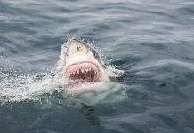 shark seeks help for hurt turtle