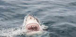 shark seeks help for hurt turtle