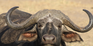 African buffalo, Big 5 reserve