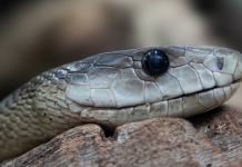 Black mamba Kruger Park