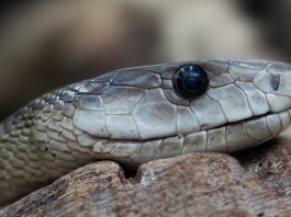 Black mamba Kruger Park