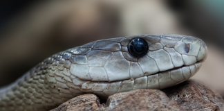 Black mamba Kruger Park