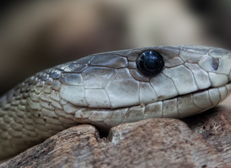 Black mamba Kruger Park