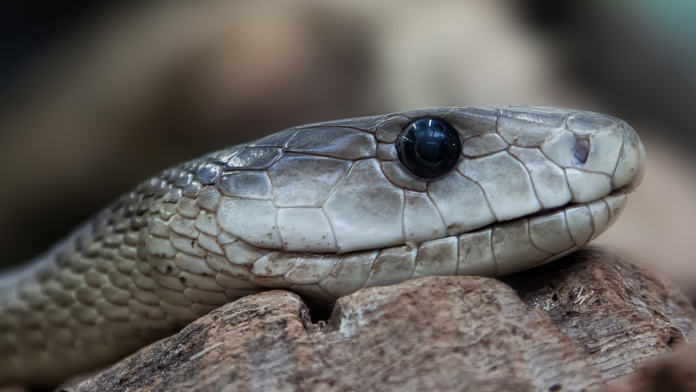 Black mamba Kruger Park Black mamba Kruger Park