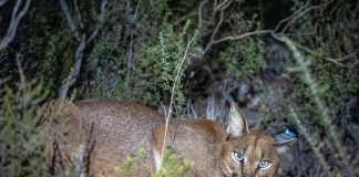 Caracal Cape Town Hermes