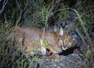 Caracal Cape Town Hermes