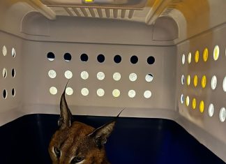Caracal