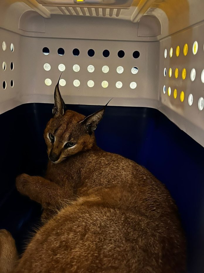 Caracal Caracal
