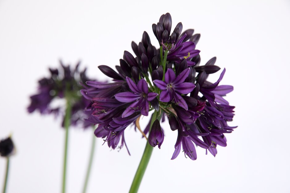 Agapanthus BLACKJACK. Photo: RHS.org.uk