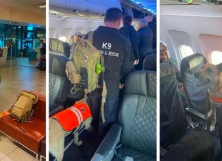 Woof! Jedi becomes SA's first search and rescue K9 dog to fly in cabin on commercial flight