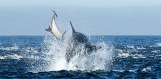Killer Whales dolphins