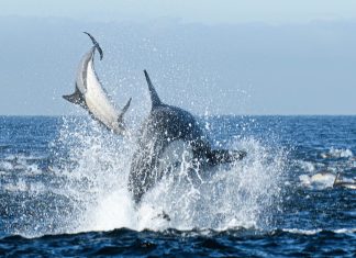 Killer Whales dolphins