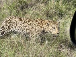 Leopard Kruger National Park