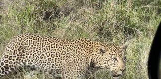 Leopard Kruger National Park