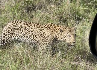 Leopard Kruger National Park