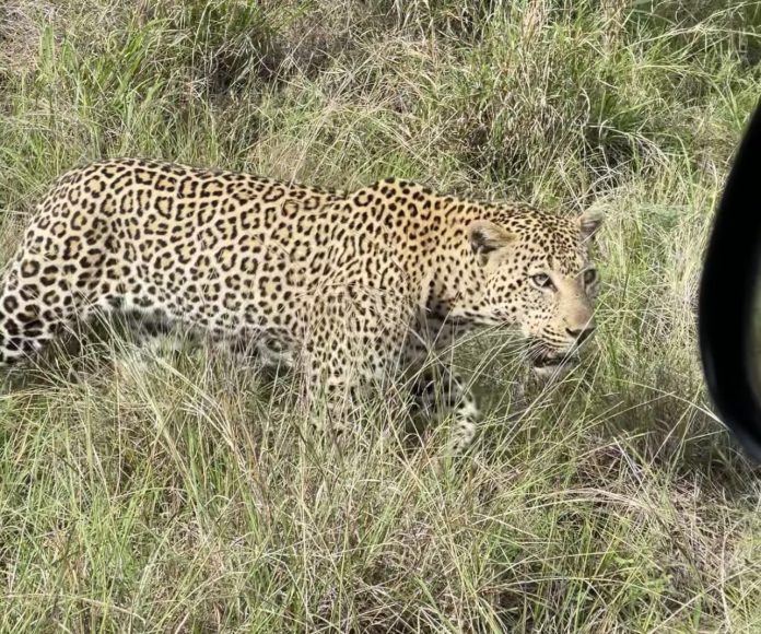 Leopard Kruger National Park Leopard Kruger National Park