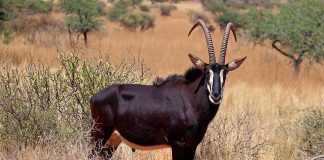Sable antelope