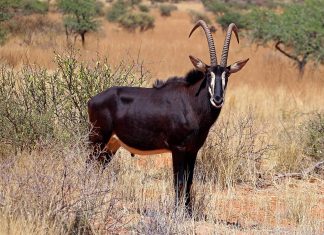 Sable antelope