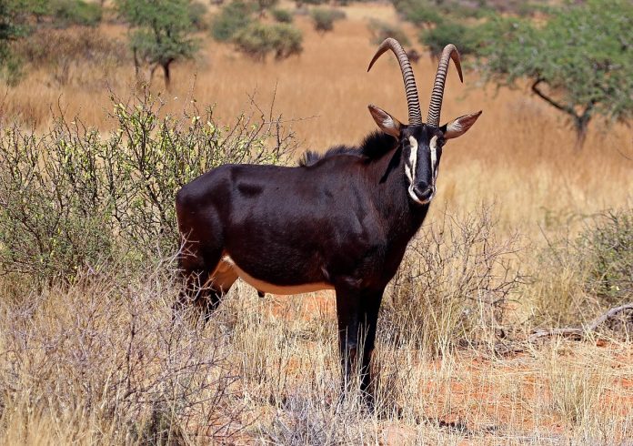 Sable antelope Sable antelope