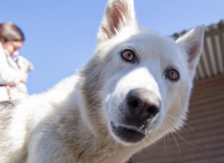 Animal welfare organisations celebrate resumption of Lottery funding