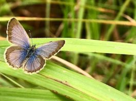 Butterfly behaviour shows ways to protect natural habitats in a rapidly changing world