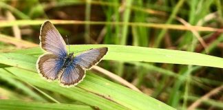 Butterfly behaviour shows ways to protect natural habitats in a rapidly changing world