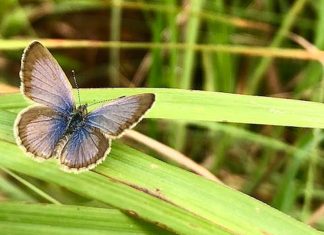 Butterfly behaviour shows ways to protect natural habitats in a rapidly changing world