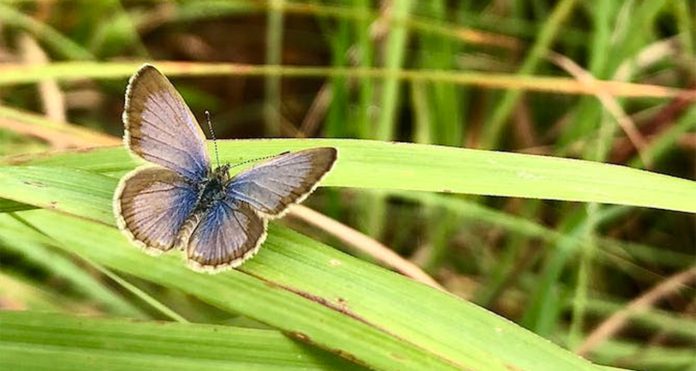 butterfly Butterfly behaviour shows ways to protect natural habitats in a rapidly changing world