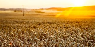 state-leased farm South Africa