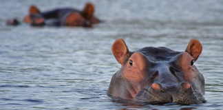 hippo hits boat