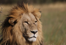 lions Kruger National Park