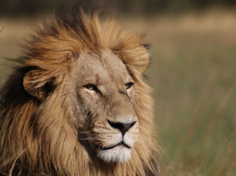 sleep next to lions