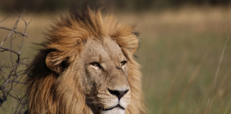 lions Kruger National Park
