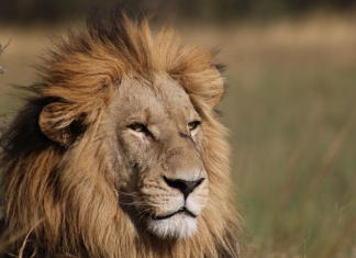 sleep next to lions
