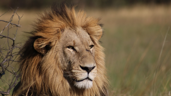 lions Kruger National Park lions Kruger National Park