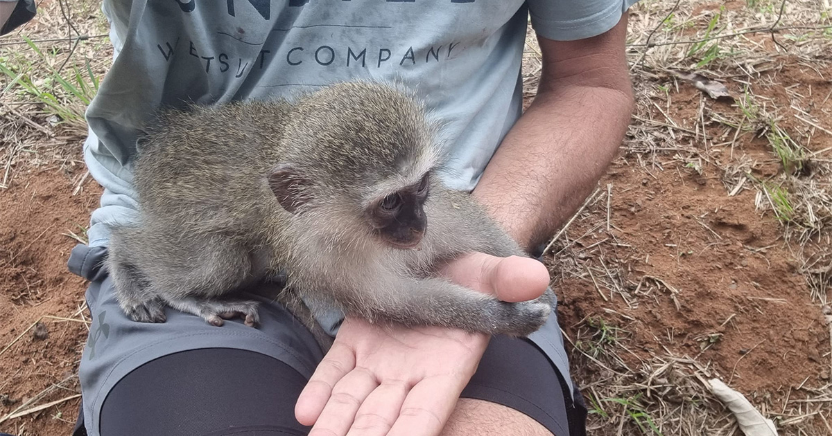 Durbanite rescues baby monkey from certain death cutest photos