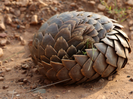 pangolins